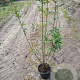 Ligustrum vulgare 40-60 cm 2,0L