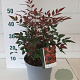Nandina d. Obsessed 30-40 cm 5,0L