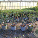 Osmanthus burkwoodii 30-40 cm 2,0L