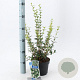 Osmanthus burkwoodii 30-40 cm 2,0L