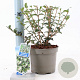 Osmanthus burkwoodii 30-40 cm 2,0L