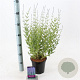 Perovskia 'Blue Spire' 30-40 cm 2,0L