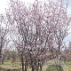 Prunus c. 'Nefris' 100-125 cm 10L