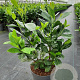 Prunus I. 'Rotundifolia' 60-70 cm 10L