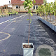 Prunus padus 50-60 cm C1.5