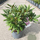 Rhododendron (Y) 'Carol. Allbrook' 25-30 cm 5,0L