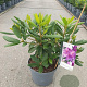 Rhododendron 'Catawb. Grandiflorum' 30-40 cm 5,0L