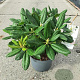 Rhododendron 'Cunningham's White' 25-30 cm 5,0L