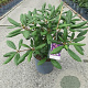 Rhododendron 'Marcel Menard' 25-30 cm 5,0L