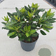 Rhododendron 'Goldflimmer' 25-30 cm 5,0L