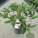 Rhododendron pont. 'Roseum' 30-40 cm 5,0L