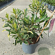 Rhododendron pont. 'Variegatum' 30-40 cm 5,0L