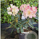 Rhododendron (Y) 'Percy Wiseman' 30-40 cm 5,0L