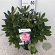 Rhododendron (Y) 'Percy Wiseman' 30-40 cm 5,0L