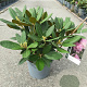 Rhododendron (Y) 'Silberwolke' 25-30 cm 5,0L