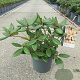 Rhododendron 'Virginia Richards' 25-30 cm 5,0L