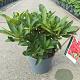 Rhododendron 'Wilgen's Ruby' 30-35 cm 5,0L