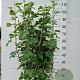 Ribes sang. 'King Edward VII' 80-100 cm 10L