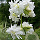 Saponaria officin. 'Betty Arnold' GM P9