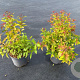 Spiraea jap. 'Goldflame' 30-40 cm 3,0L