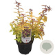 Spiraea jap. 'Goldflame' 30-40 cm 3,0L