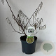 Stachyurus chin. 'Celina' 50-60 cm 3,0L