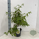 Stachyurus chin. 'Celina' 50-60 cm 3,0L