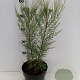 Tamarix ramos. 'Pink Cascade' 40-50 cm 3,0L