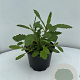 Verbena bonariensis GM 2,0L