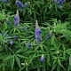 Vitex agnus-castus Blue Diddley GM 3,0L leverbaar