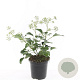 Hedera hel. 'Arborescens' GM C1.3