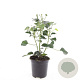 Hedera hel. 'Arborescens' GM C1.3