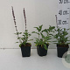 Salvia nem. 'Caradonna' GM P9