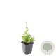 Salvia nem. 'Ostfriesland' GM P9