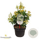 Pieris jap. 'White Cascade' 30-40 cm 5,0L struik