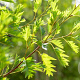Alnus glutinosa 'Laciniata' 14-16 HO draadkluit