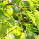 Alnus glutinosa 'Laciniata' 14-16 HO draadkluit