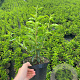 Prunus l. 'Angustifolia' 40-50 cm 3,0L