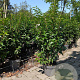 Prunus l. 'Angustifolia' 60-80 cm 4,0L