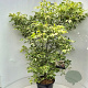 Acer negundo 'Variegatum' 150-175 cm 15L