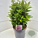 Buddleja d. B. Candy Little Cerise 30 cm 10L