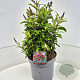 Buddleja d. B. Candy Little Ruby 30 cm 10L