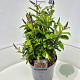 Buddleja d. B. Candy Little Ruby 30 cm 10L