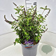 Buddleja Free Petite Blue Heaven 30 cm 10L