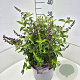 Buddleja Free Petite Blue Heaven 30 cm 10L