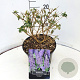 Buddleja Free Petite Blue Heaven 30 cm 10L