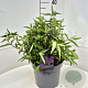 Buddleja Free Petite Tutti Fruitti 30 cm 10L