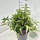 Buddleja Free Petite Tutti Fruitti 30 cm 10L