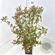 Cornus alba 'Kesselringii' 60-80 cm 10L