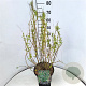 Salix babylonica 'Tortuosa' 60-80 cm 10L